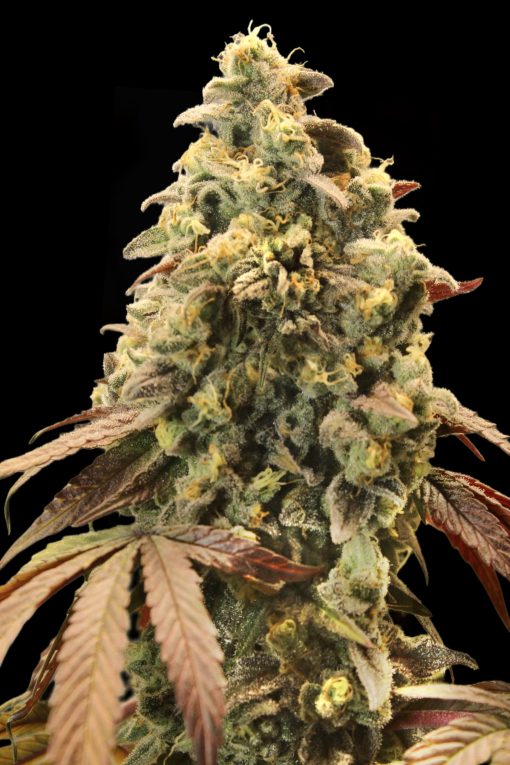 Auto Rainbow Sherbet #11