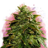 Cookies & Cream femminizzata
