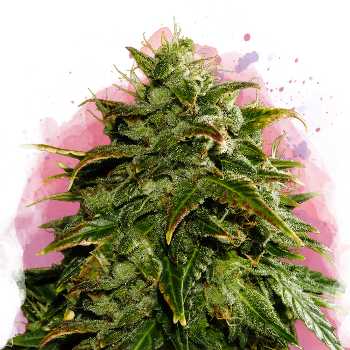 Cookies & Cream femminizzata