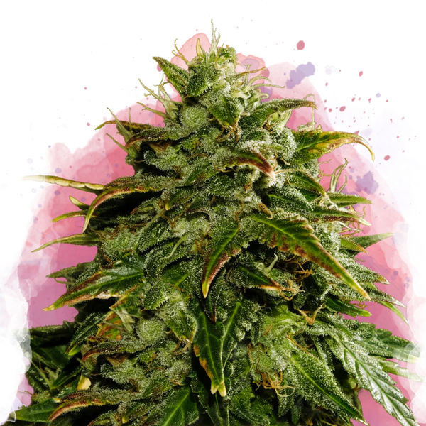 Cookies & Cream femminizzata