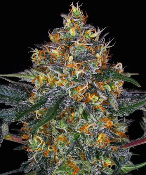 Moby Dick Auto