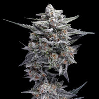 HG23 AKA Michael Jordan