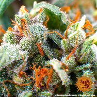 Tangerine Dream Strain