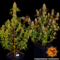 Tangerine Dream Strain