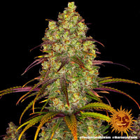 Tangerine Dream Strain