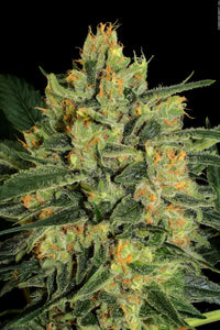 Durga Mata II CBD