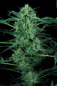 Nebula II CBD