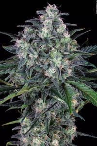 Original White Widow (IBL)