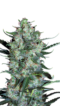 Auto White Russian