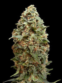 Afghan Skunk