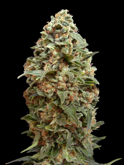 Afghan Skunk