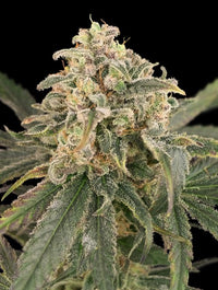 Auto Amnesia XXL
