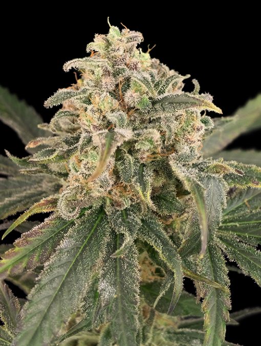Auto Amnesia XXL