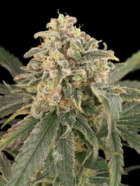 Auto Amnesia XXL
