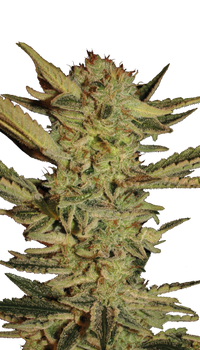 Bubble Gum