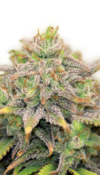CBD-Warlock