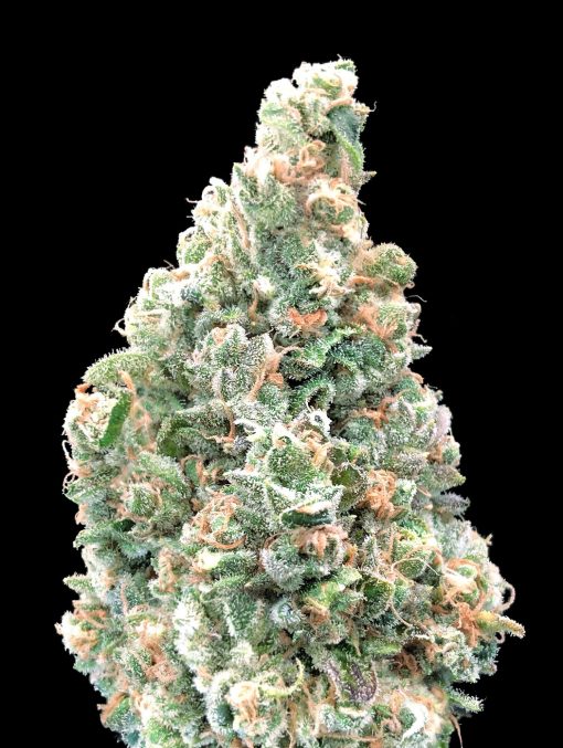 Cherry Pie Fast