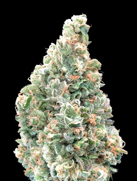 Cherry Pie Fast