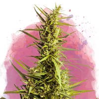 AK-48 Femminilizzata