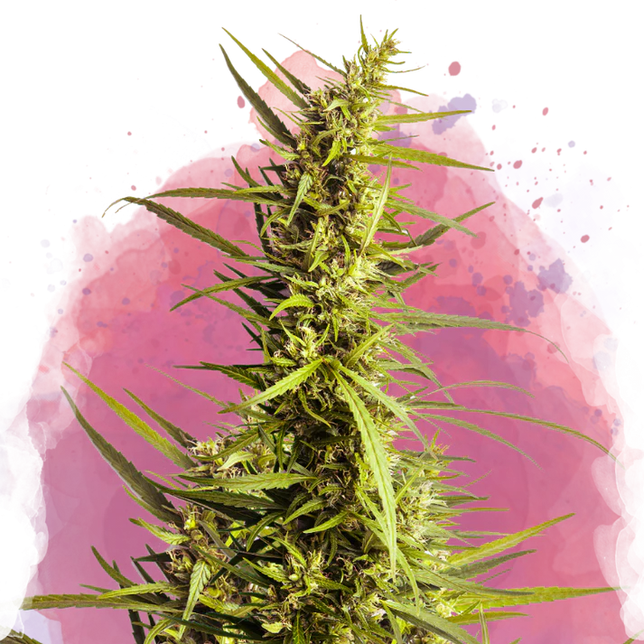 AK-48 Femminilizzata