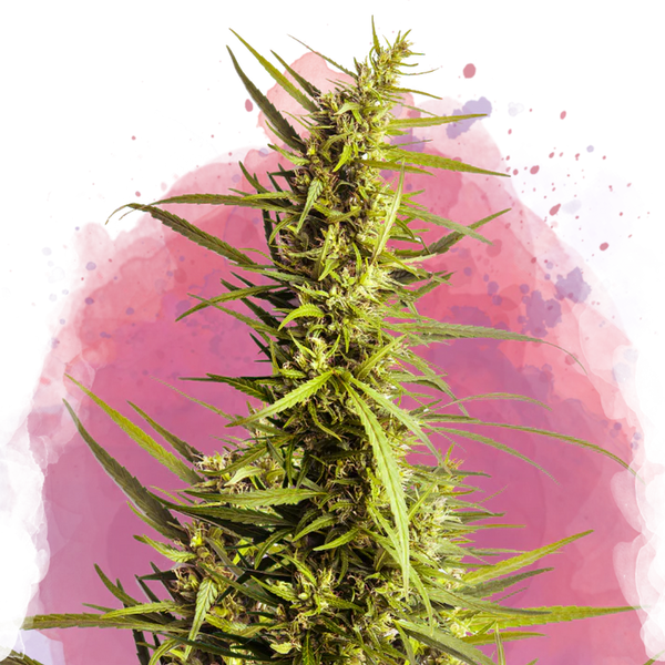 AK-48 Femminilizzata