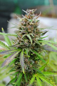 Baby Boom Auto