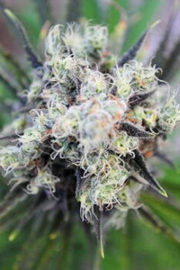 Baby Boom Auto