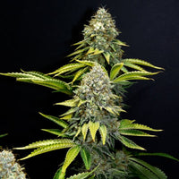 OG Kush
