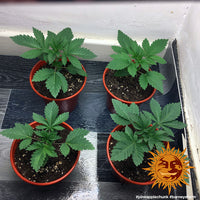 Pineapple Chunk Strain