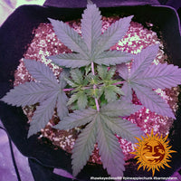 Pineapple Chunk Strain