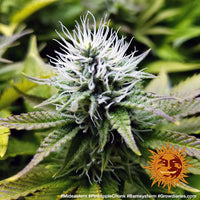Pineapple Chunk Strain