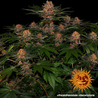 Purple Punch Auto Strain