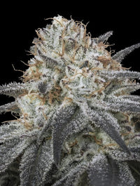 Auto Slurricane