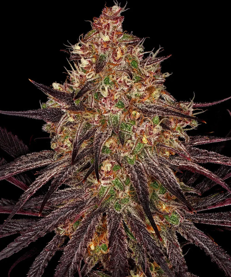 Ayahuasca Purple Strain