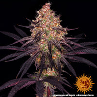 Ayahuasca Purple Strain