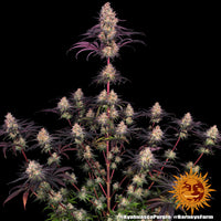Ayahuasca Purple Strain