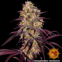 Ayahuasca Purple Strain