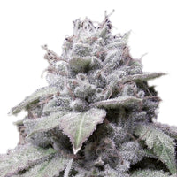 Gorilla Cookies