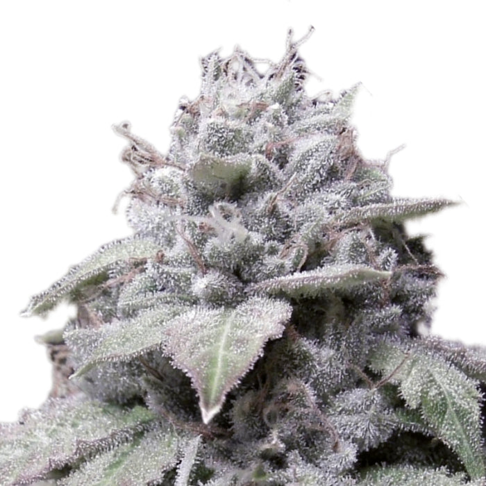 Gorilla Cookies