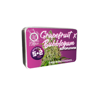 Grapefruit x Bubblegum Autofiorenti