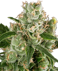 Semi di California Haze Femminizzati