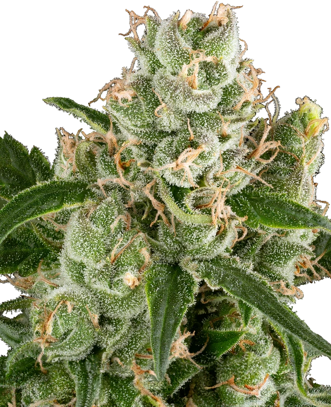 Semi di California Haze Femminizzati