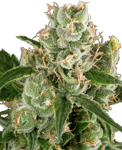 Semi di California Haze Femminizzati