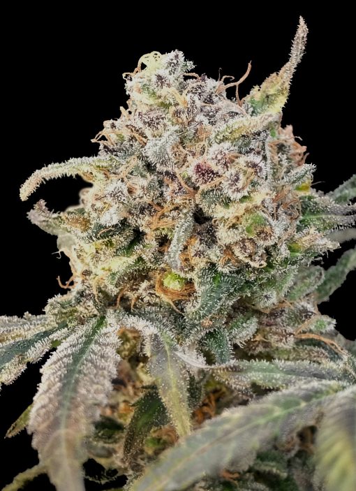 Auto Somango Glue