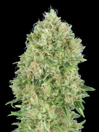 OG Kush S.F.V.