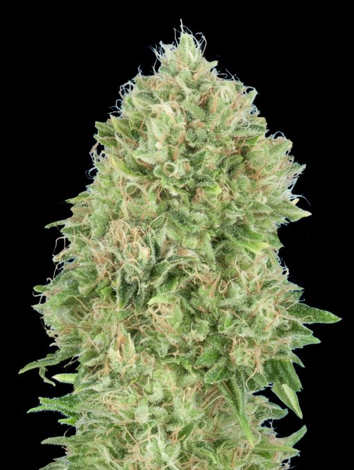 OG Kush S.F.V.