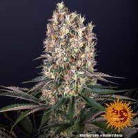 Blueberry OG Strain