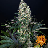 Blueberry OG Strain
