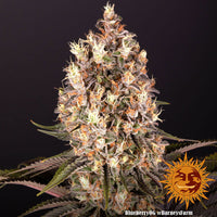 Blueberry OG Strain