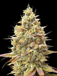 Auto Strawberry Banana